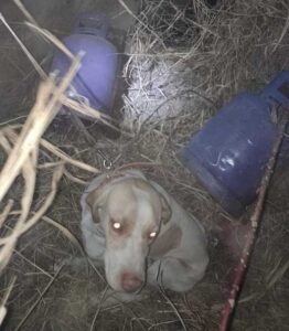 Rivadavia: la policía recupera televisores y garrafas robadas con la ayuda de perros rastreadores