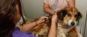 Julio: Calendario de Castración Gratuita de Mascotas