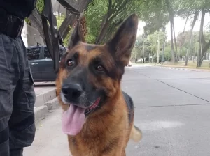 Randall, el perro policía que resolvió dos robos en Maipú y Luján de Cuyo