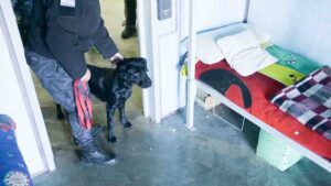 Guardianas del Servicio Penitenciario: Ibra y Canela, las perras que detectan celulares en las cárceles de Mendoza