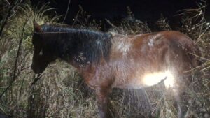 Operativo conjunto con apoyo aéreo permitió a la Policía recuperar una yegua robada en Maipú