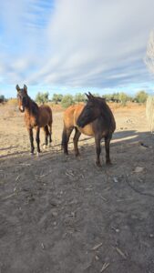 La Policía Rural recuperó animales robados en Rivadavia
