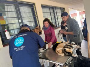 San Martín superó las 50.000 castraciones en mascotas con su programa gratuito