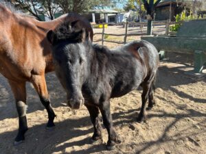 Operativo contra el abigeato en el Este provincial: recuperaron animales sustraídos