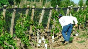 Mendoza licitará un seguro para cubrir daños por granizo y heladas en cultivos