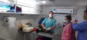 Palmira inicia el mes con nuevas jornadas gratuitas de castración de mascotas