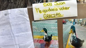 El abogado Oscar Mellado pide que el pato Juan regrese al centro mendocino