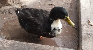 Maipú le dio la bienvenida oficial al Pato Juan: atención veterinaria y ciudadanía simbólica