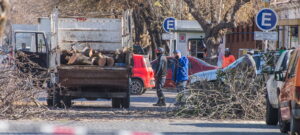 San Martín advierte por podas clandestinas y recuerda que están prohibidas