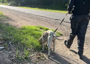 Fito, perro de la Policía, guio un rastreo y recuperó elementos robados en San Martín