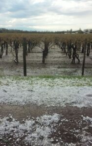 Granizo en San Martín: más de 2.000 hectáreas con daños superiores al 50%