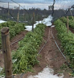 La tormenta con granizo provocó daños en zonas productivas de San Martín