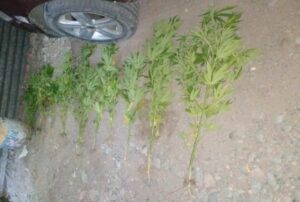 Robo frustrado con detenidos y secuestro de droga en Maipú