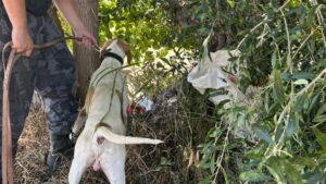 «Fito», el perro policía que rastreó y recuperó bienes robados en Junín