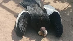 Rescatan a un cóndor herido en Tunuyán: apareció en el patio de una vivienda