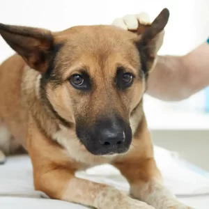 Clínica Veterinaria Municipal: atención primaria y castraciones gratuitas