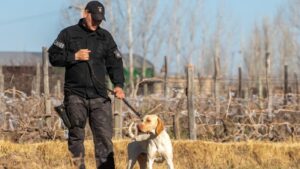 Otra vez Fito: el Cuerpo de Canes Zona Este avanzó en el esclarecimiento de un robo