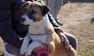 Jornada de castración de mascotas este miércoles en la Casa de la Cultura