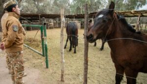 Controles preventivos de la Policía Rural en la provincia: detectaron traslados irregulares de animales
