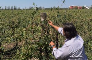 El Gobierno de Mendoza declaró la Emergencia y el Desastre Agropecuario por heladas y granizo