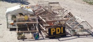 Rescataron ejemplares de siete cuchillos en un operativo contra el tráfico ilegal de fauna en Maipú