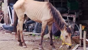La Policía Rural rescató a tres equinos desnutridos tras allanamiento en San Martín