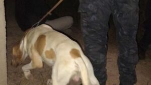 San Martín: Fito, el perro de la Policía, encontró a un hombre con pedido de paradero