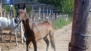 La Policía Rural rescató dos caballos por maltrato animal en Junín