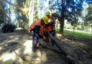 Arbolado Público: la provincia redefine su política forestal con más poder para las comunas y fin de las plantaciones de una sola especie
