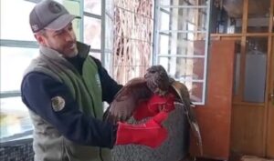 Ciudad de Mendoza: un gavilán mixto entró a un colegio y se activó un operativo de rescate