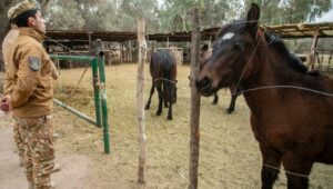 La Policía Rural secuestró en Maipú dos mulares por irregularidades en la documentación