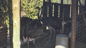 Maipú: rescataron ñandúes en cautiverio tras un operativo con apoyo de la VANT