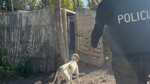 Nuevo accionar de Fito en Junín: siguió huellas y halló elementos robados en una finca