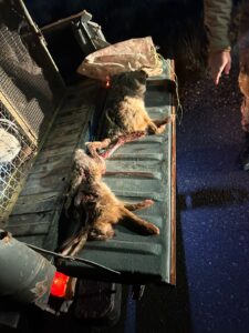 Cayeron presuntos cazadores furtivos con galgos y liebres en San Martín
