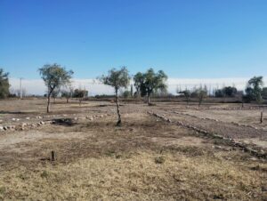 San Martín: trabajos de poda y desmalezamiento para mejorar la seguridad en Chapanay
