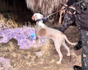 Fito volvió a demostrar su capacidad de rastreo en un procedimiento policial en San Martín