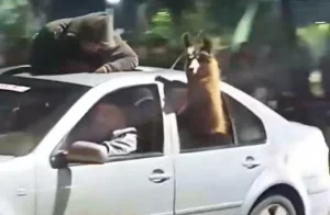 El Gobierno presentó una denuncia por maltrato animal por la «Llama Mundialista»