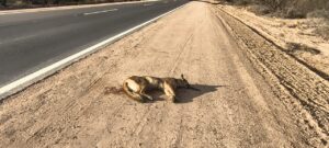 El atropellamiento de un puma en Ñacuñán refuerza el llamado a reducir la velocidad en rutas con fauna silvestre