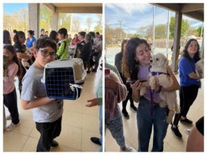Más de 200 mascotas fueron castradas en el operativo municipal en Buen Orden
