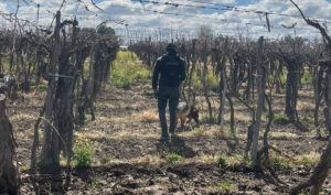 El rastreo de Siena permitió avanzar en el esclarecimiento de un robo en Junín