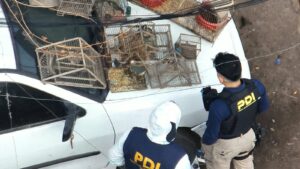 Ocho allanamientos en Rivadavia dejaron cinco aprehendidos y el secuestro de 29 gallos de riña