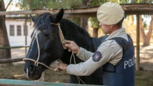 La Policía Rural frustró el robo de caballos y detuvo a un hombre en Rivadavia