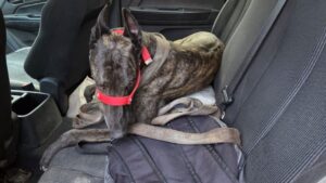 La Policía desarticuló carreras clandestinas de galgos en Rivadavia y detuvo al organizador